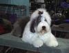 /images/events/10/2008 Raleigh Dog Show 003-thumb.jpg